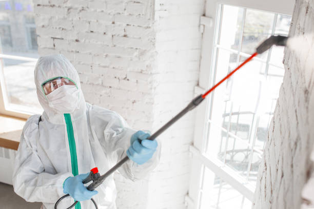 Why You Should Choose Our Mold Remediation Services in Pinckney, MI